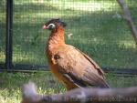 Nocturnal curassow