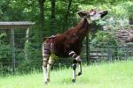 Okapi