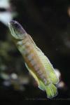 Blackhead jawfish *