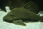 Goldline royal pleco