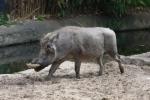 Common warthog