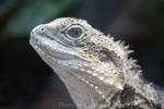 Eastern water dragon