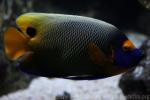 Yellowface angelfish