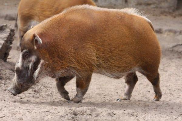 Red river hog