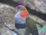 Superb fruit-dove