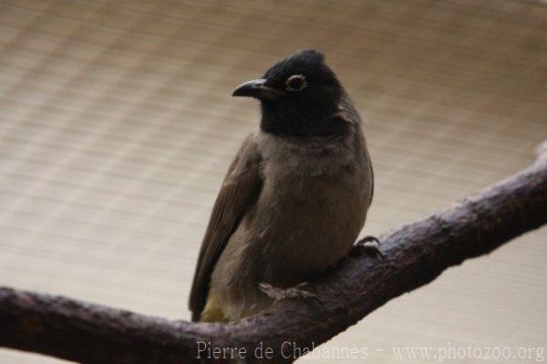 White-eyed bulbul