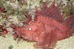 Weedy scorpionfish