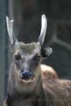 Visayan spotted deer