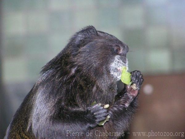 Black-mantled tamarin