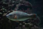 Rainbow parrotfish