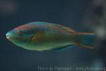 Striped parrotfish