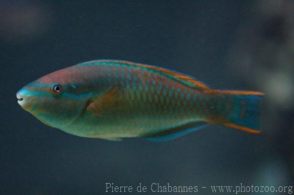 Striped parrotfish