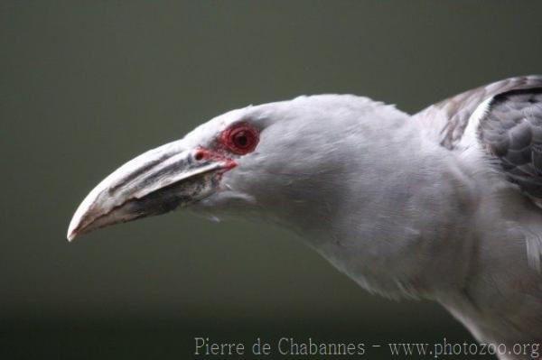 Channel-billed cuckoo