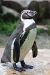 Humboldt's penguin