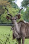 Greater kudu