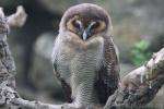 Sri-Lankan brown wood-owl