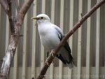 Black-winged myna