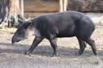 Central American Tapir