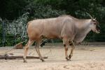 Common eland