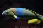 Yellow-brown wrasse