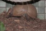 Southern three-banded armadillo