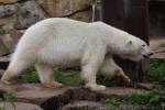 Polar bear