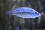 East Atlantic peacock wrasse