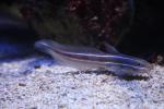 Striped eel catfish