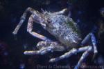 Mediterranean spiny crab