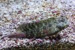 Seram blenny