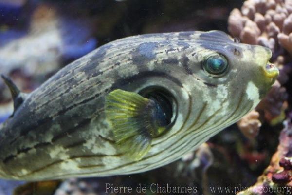 Narrow-lined puffer