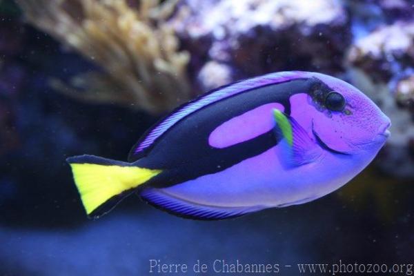 Palette surgeonfish