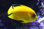 Woodhead's angelfish