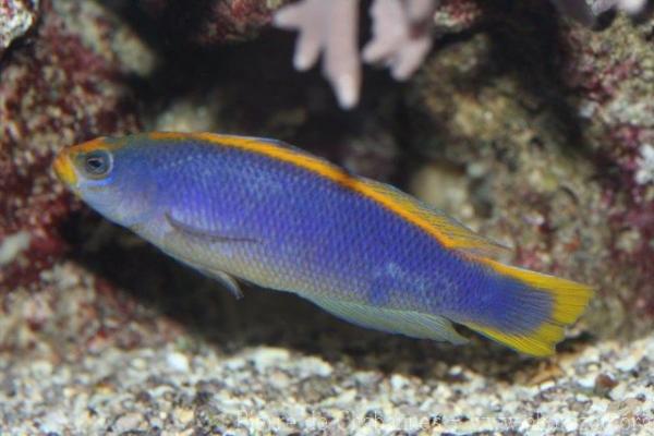 Sunrise dottyback