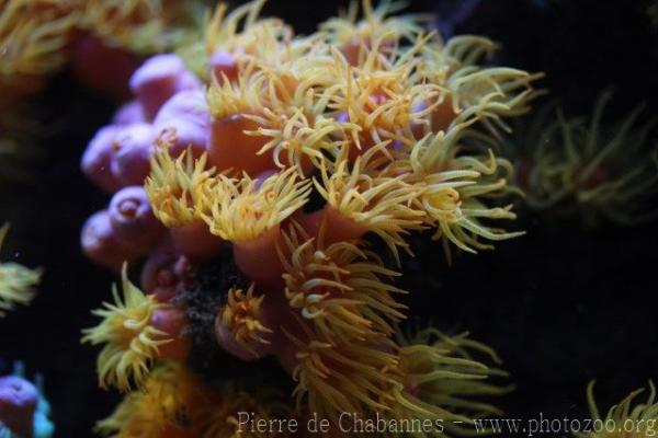 Orange sun coral