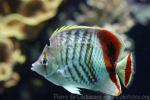 Eritrean butterflyfish