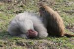 Hamadryas baboon *