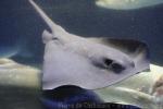 Pelagic stingray