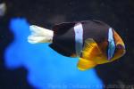 Yellowtail clownfish