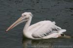 Great white pelican