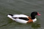 Common shelduck