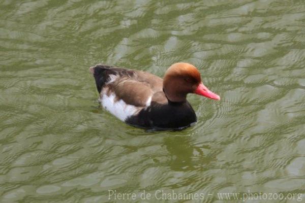 Red-crested pochard