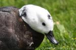 Paradise shelduck