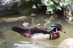 American wood duck