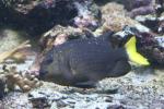 Yellowtail damselfish