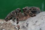 Costa Rican zebra tarantula