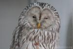 Ural owl