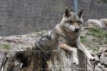 European wolf *