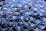 Finger coral