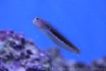 Linear blenny